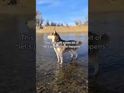 I dare you to just see what happens! #husky #nature #postivevibes #travel #fyp