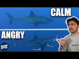 What If You Could READ Shark Body Language?