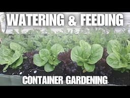 Watering & Feeding Your Vegetable Plants [Container Gardening ]