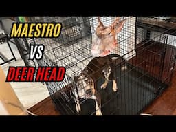 Maestro vs Deer Head