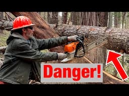 The Most Dangerous Mistakes When Cutting Trees (And How to Avoid Them)