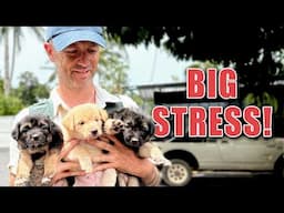 Rescuing 3 Puppies, A French Bulldog and Big T's Operation