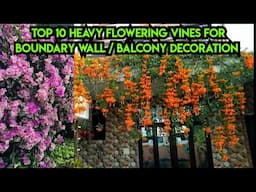 Top 10 Heavy Flowering Vines for Summer | हज़ारों फूल देने वाली ये बेलें l लगाएं बाउंड्री वॉल के पास
