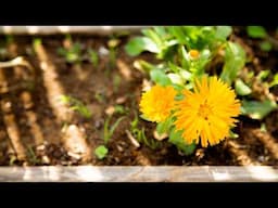 La FLOR MÁS BUSCADA por los AGRICULTORES para el HUERTO ECOLÓGICO