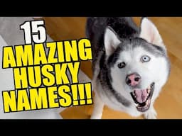 15 AMAZING Names For Siberian Huskies - 2025 EDITION!!!