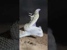 FANGS Out Friday with Desert Horned Viper! #fangsoutfriday