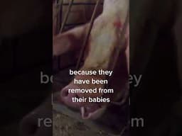 This is factory farming, where the unthinkable exists! 😔