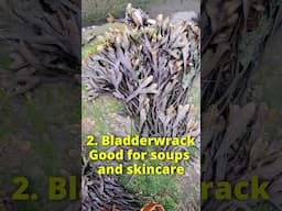 5 Edible Seaweeds you can Forage!
