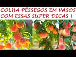 Plantar Pêssegos em VASOS é mais fácil do que você imagina ! dicas e colheita!