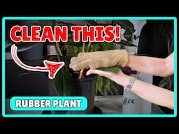 How To Clean A Rubber Plant 🪴🧼
