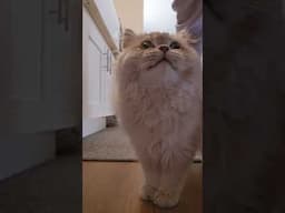 If you're having a bad day...here's a squeaky cat