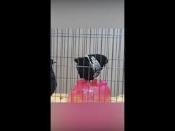 Rescue pigeons at Animal Humane Society