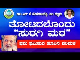 ತೋಟ ದಲ್ಲೊಂದು  "ಸುರಗಿ ಮರ "  N  J  ದೇವರಾಜ್ ರೆಡ್ಡಿ ಜಲ ತಜ್ಞರು ಚಿತ್ರದುರ್ಗ