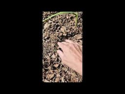 Over Wintered Buried Tomato Update