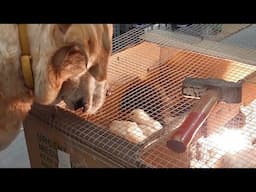 He is so excited to see his Friends(Chimken)#trending #viralposts #labrador #pets