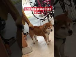 A dog that sounds like a cat
