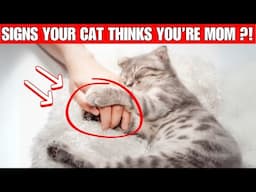 14 Signs Your Cat Thinks You Are Their MOM