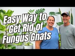 Easy Way to Get Rid Of and Control Fungus Gnats