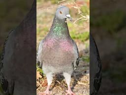Cancel Your Plans, I Found a Pigeon!!! 🤪