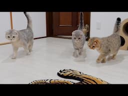 The sight of the kitten family attacking the tiger at once was so cute