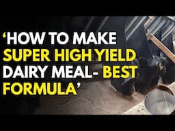 How to make Super High Yield Dairy Meal at Home-Free formula