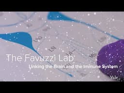 Neuroscience, Immunology, & Cortical Circuits - The Favuzzi Lab at Yale School of Medicine