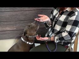 How to Back Up Your Prong Martingale