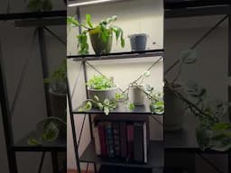 Home Office House Plants #plants #indoorplants