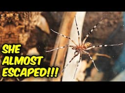 FAST SPIDERS - Thrilling Rehouse!