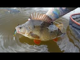 Carp Water Has BIG PERCH! Unlocking the Syndicate