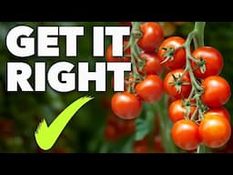 Tomato Growing Masterclass: My Blueprint to Success Every Time!