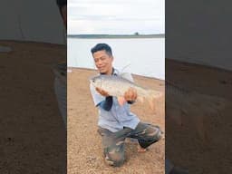 shorts, săn cá trôi khủng hồ Trị An