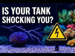 Is Your Aquarium Electrified? Voltage, Grounding Probes, and Safety Tips