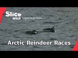 Discovering Sami Reindeer Traditions in Russian Lapland | SLICE WILD