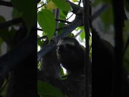 We Found SLOTHS in the Panamanian Jungle 🦥🇵🇦 #sloth #junglesafari #animalshorts #travelvlog