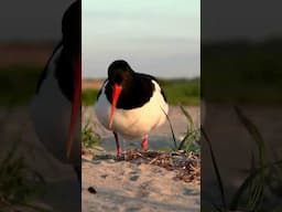 American Oystercatcher: Master of Shoreline Survival