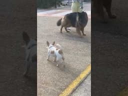 Little dog gives Big dog a serious warning!  #viralvideo #shortvideo #dog