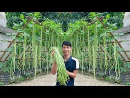 People Laugh When They See Me Growing Long Beans… They Are Shocked When They See The Results