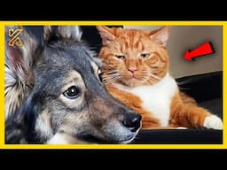 🐾🤣FULL Funniest ANIMALS Videos 2025 That Will Blow Your Mind! 🚀