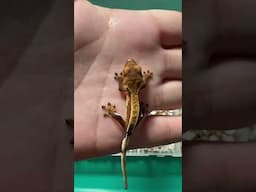 ต๊กแกขนตา เครสเก๊กโกะ ‘Crested gecko’ #オウカンミカドヤモリ #크레스티드게코