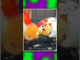 மாஸ்டர்ர்ர்ர்‼️🤣😵‍💫#AnimalDubs #56#animals#comedy #voiceover #dubbing #petlover