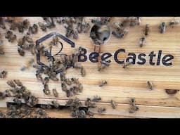 DeCorking Your Bee Hive ~ how to start beekeeping ￼