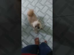 Shih Tzu Lover