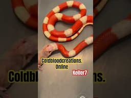 Available Milksnake from Cold Blood Creations #coldbloodcreations #milksnake  #reptiles
