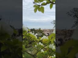 Spring in Rome 🪻🕊️#mediterraneanlife #slowliving #bluezones #romeitaly #springtime #rometravel