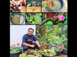 Growing Lotus From Seed Is So Easy #lotus #lotustuber #containergardening #terracegardening #garden