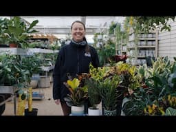 PETITTI Croton Spotlight | How to Grow, Care For, and Propagate