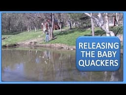 HOMESTEAD LIVESTOCK - RELEASING THE BABY QUACKERS