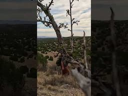 I Found a Remote Native American Hilltop Ruin! #ancientruins #highdesert