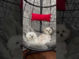 My cuties adorable dogs swinging & Soothing  “Baby Calm Down” 🥰 #doglovers #dogshorts #funnydogs